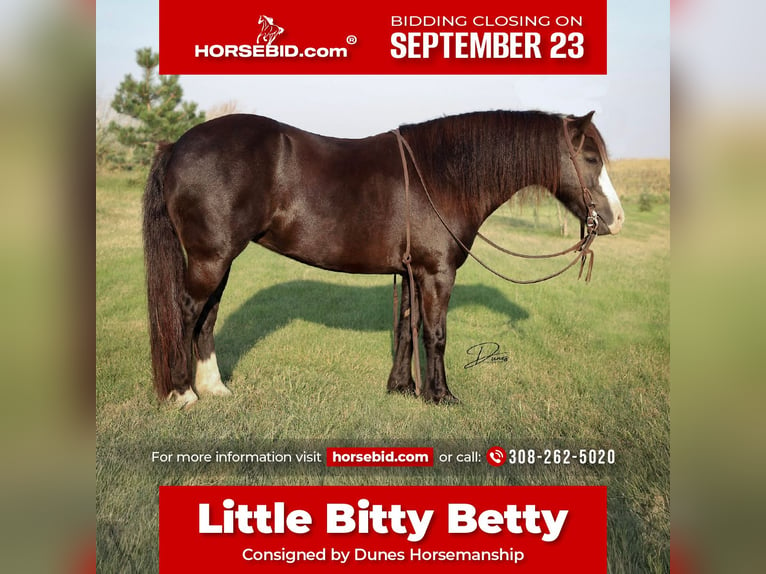 Más ponis/caballos pequeños Yegua 7 años 117 cm Negro in Thedford, NE