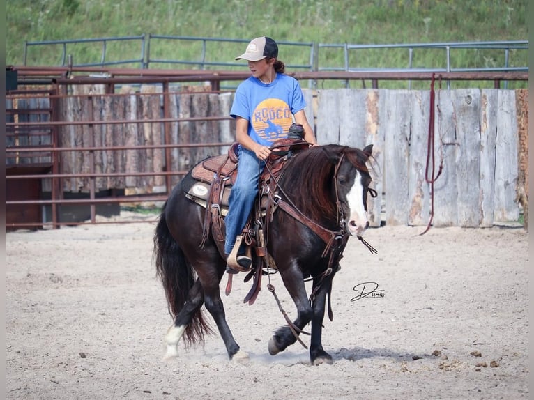 Más ponis/caballos pequeños Yegua 7 años 117 cm Negro in Thedford, NE