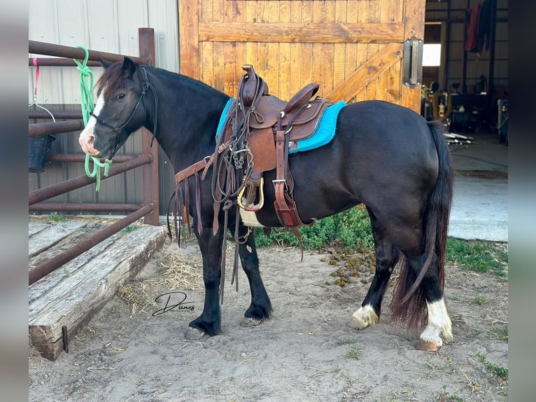 Más ponis/caballos pequeños Yegua 7 años 117 cm Negro in Thedford, NE