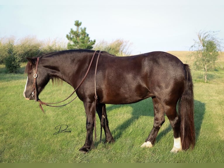 Más ponis/caballos pequeños Yegua 7 años 117 cm Negro in Thedford, NE