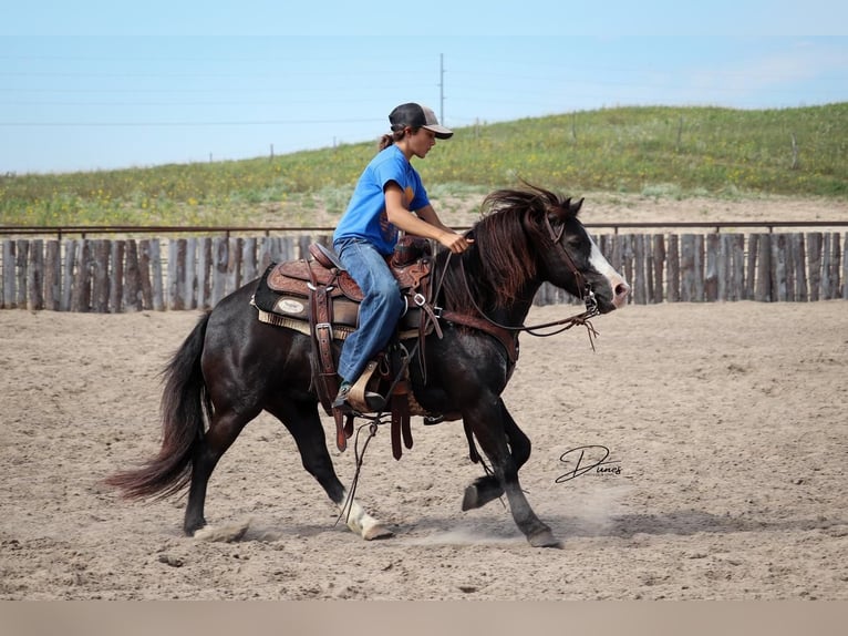 Más ponis/caballos pequeños Yegua 7 años 117 cm Negro in Thedford, NE