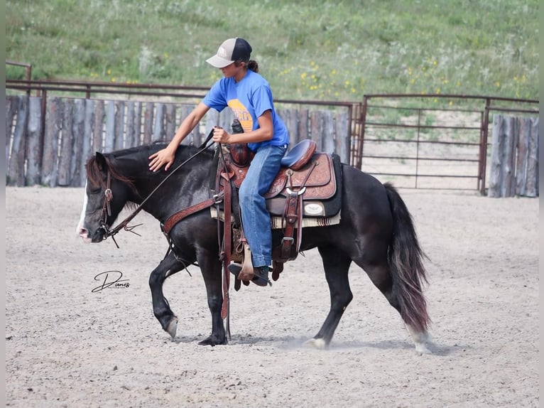 Más ponis/caballos pequeños Yegua 7 años 117 cm Negro in Thedford, NE