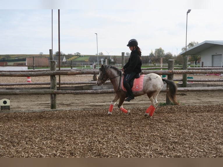 Más ponis/caballos pequeños Mestizo Yegua 7 años 120 cm Pío in Hohenruppersdorf