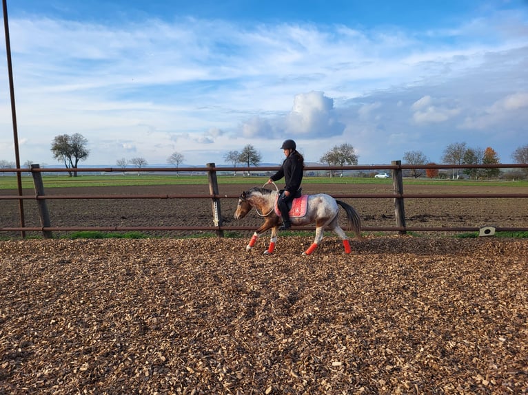 Más ponis/caballos pequeños Mestizo Yegua 7 años 120 cm Pío in Hohenruppersdorf