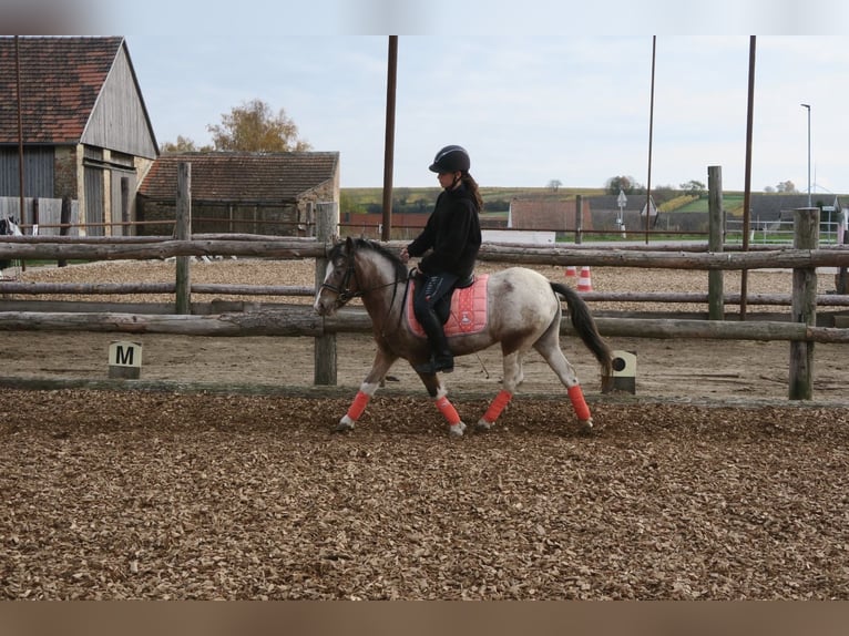 Más ponis/caballos pequeños Mestizo Yegua 7 años 120 cm Pío in Hohenruppersdorf