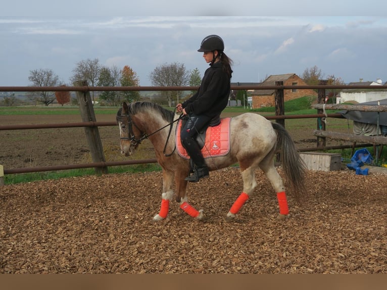 Más ponis/caballos pequeños Mestizo Yegua 7 años 120 cm Pío in Hohenruppersdorf