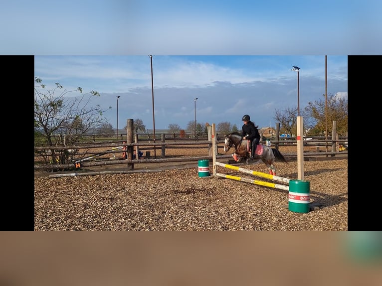 Más ponis/caballos pequeños Mestizo Yegua 7 años 120 cm Pío in Hohenruppersdorf