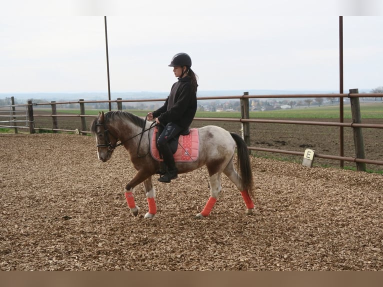 Más ponis/caballos pequeños Mestizo Yegua 7 años 120 cm Pío in Hohenruppersdorf