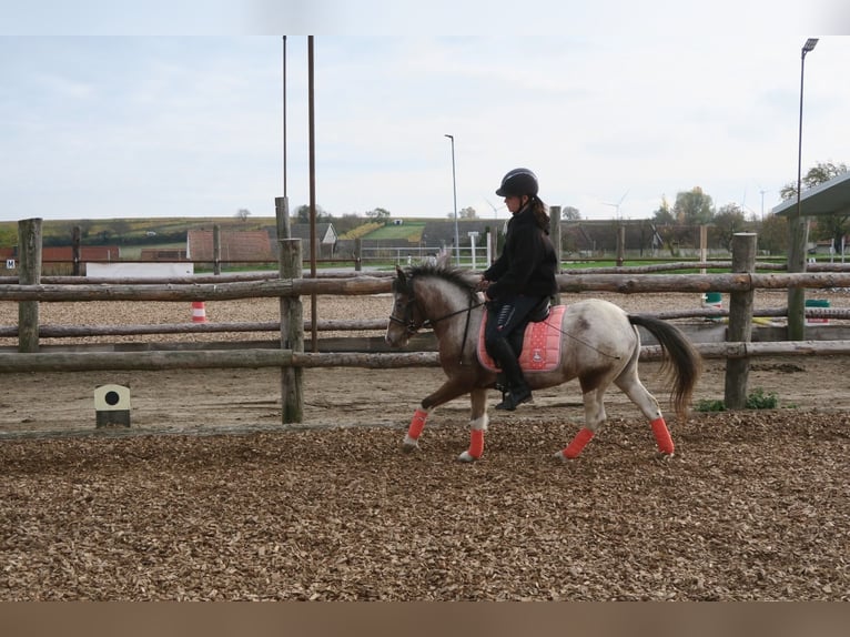 Más ponis/caballos pequeños Mestizo Yegua 7 años 120 cm Pío in Hohenruppersdorf