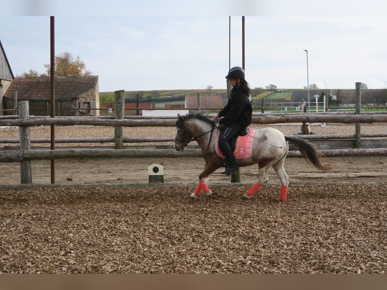 Más ponis/caballos pequeños Mestizo Yegua 7 años 120 cm Pío in Hohenruppersdorf