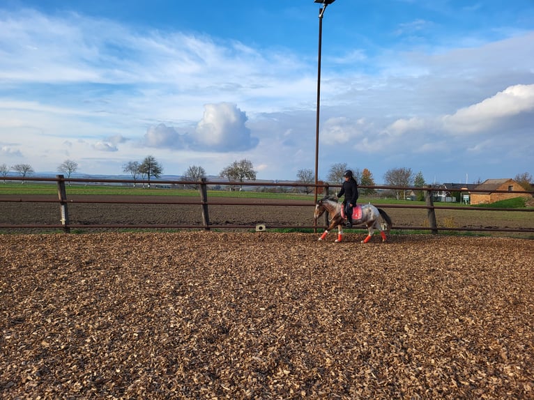 Más ponis/caballos pequeños Mestizo Yegua 7 años 120 cm Pío in Hohenruppersdorf