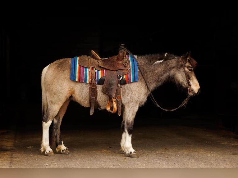 Más ponis/caballos pequeños Yegua 7 años 124 cm in Quitman, AR