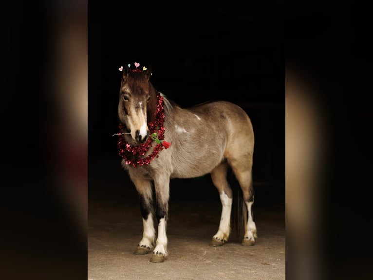 Más ponis/caballos pequeños Yegua 7 años 124 cm in Quitman, AR