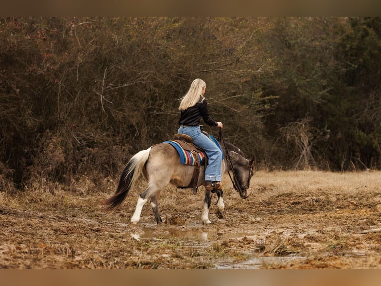 Más ponis/caballos pequeños Yegua 7 años 124 cm in Quitman, AR