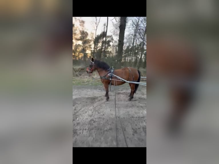 Más ponis/caballos pequeños Yegua 7 años 133 cm Castaño in Morsbach