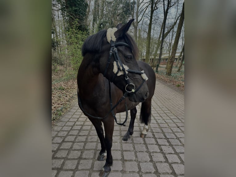 Más ponis/caballos pequeños Yegua 7 años 140 cm Castaño in Bremen