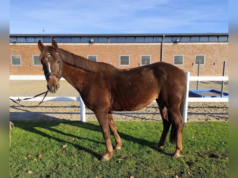 Más ponis/caballos pequeños Yegua 7 años 145 cm Alazán-tostado in Bad Laer