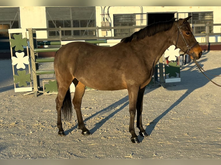 Más ponis/caballos pequeños Yegua 7 años 145 cm in Deggendorf