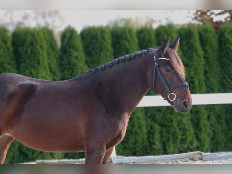 Más ponis/caballos pequeños Yegua 7 años 145 cm Castaño in Schwäbisch Hall