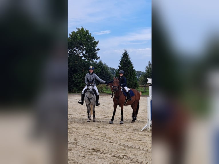 Más ponis/caballos pequeños Yegua 7 años 145 cm Tordo rodado in Burgdorf