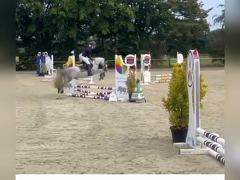 Más ponis/caballos pequeños Yegua 7 años 145 cm Tordo rodado in Burgdorf