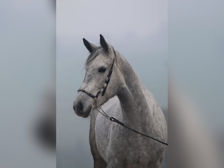 Más ponis/caballos pequeños Yegua 7 años 146 cm in St.Margarethen an der raab