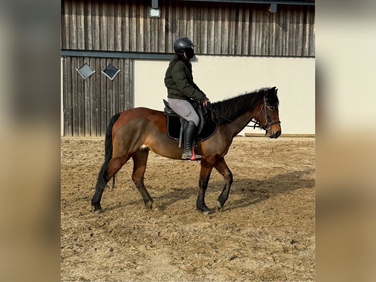 Más ponis/caballos pequeños Mestizo Yegua 7 años 146 cm Castaño in Daleiden