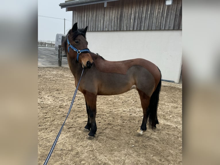 Más ponis/caballos pequeños Mestizo Yegua 7 años 146 cm Castaño in Daleiden