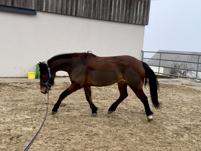 Más ponis/caballos pequeños Mestizo Yegua 7 años 146 cm Castaño in Daleiden