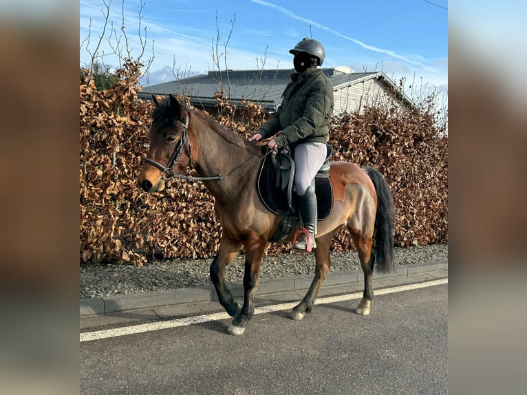 Más ponis/caballos pequeños Mestizo Yegua 7 años 146 cm Castaño in Daleiden