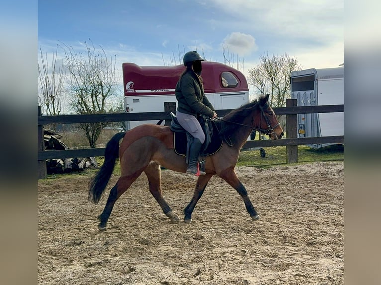 Más ponis/caballos pequeños Mestizo Yegua 7 años 146 cm Castaño in Daleiden