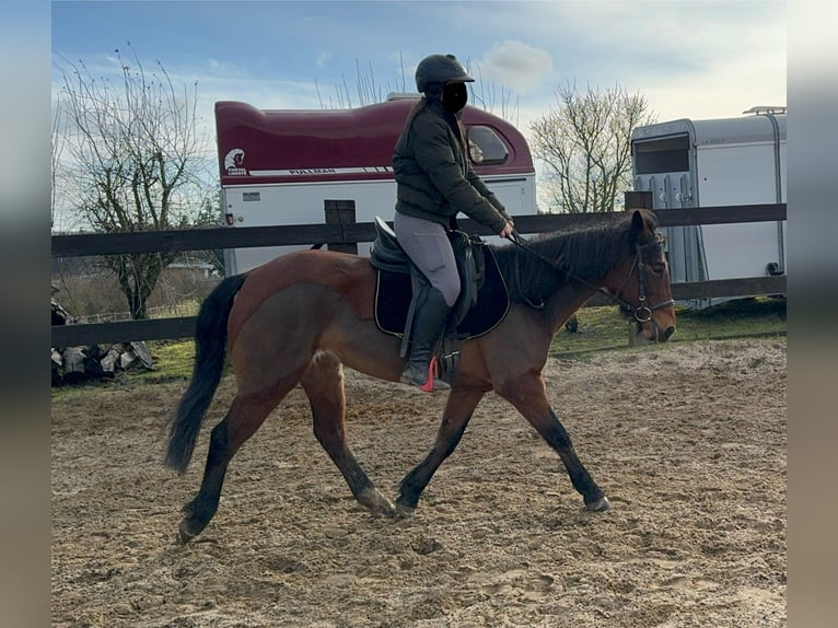 Más ponis/caballos pequeños Mestizo Yegua 7 años 146 cm Castaño in Daleiden