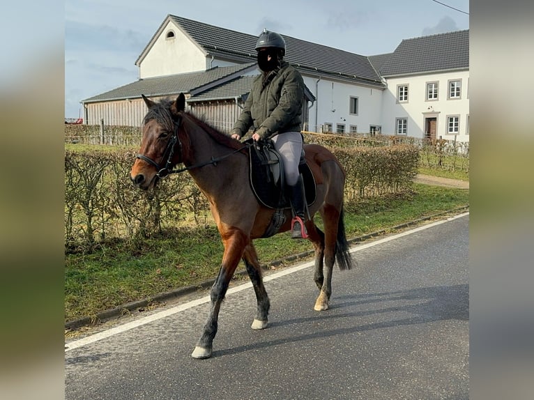 Más ponis/caballos pequeños Mestizo Yegua 7 años 146 cm Castaño in Daleiden