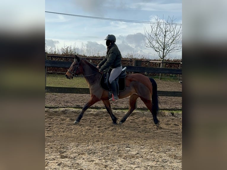 Más ponis/caballos pequeños Mestizo Yegua 7 años 146 cm Castaño in Daleiden