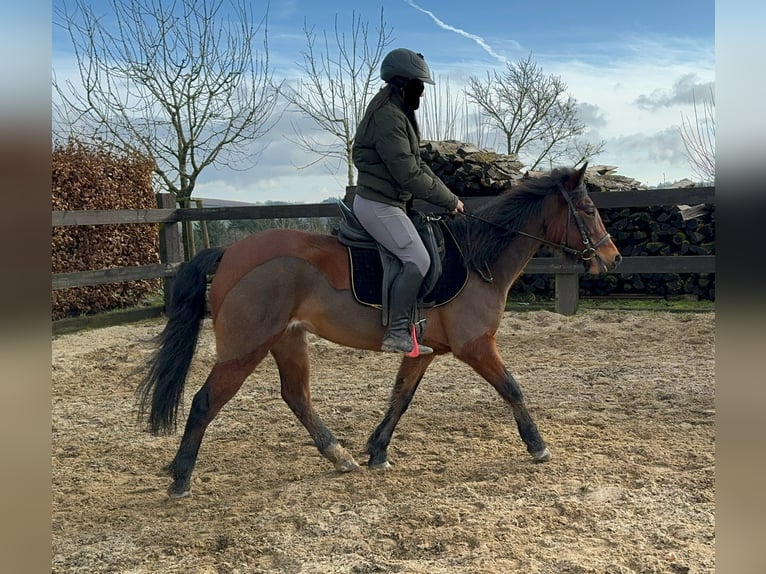 Más ponis/caballos pequeños Mestizo Yegua 7 años 146 cm Castaño in Daleiden