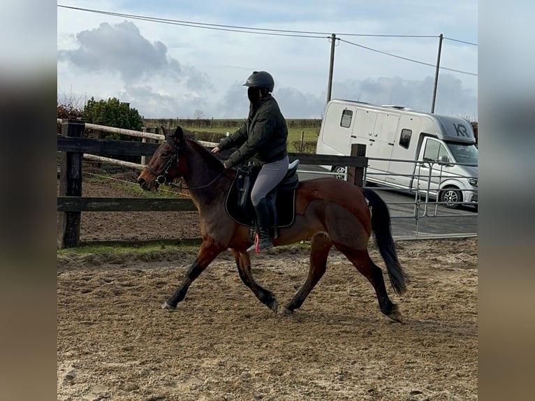 Más ponis/caballos pequeños Mestizo Yegua 7 años 146 cm Castaño in Daleiden