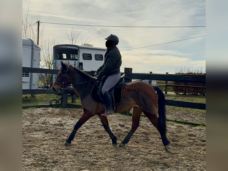 Más ponis/caballos pequeños Mestizo Yegua 7 años 146 cm Castaño in Daleiden