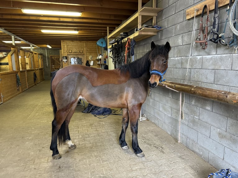 Más ponis/caballos pequeños Mestizo Yegua 7 años 146 cm Castaño in Daleiden