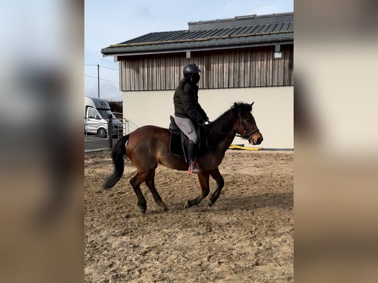 Más ponis/caballos pequeños Mestizo Yegua 7 años 146 cm Castaño in Daleiden