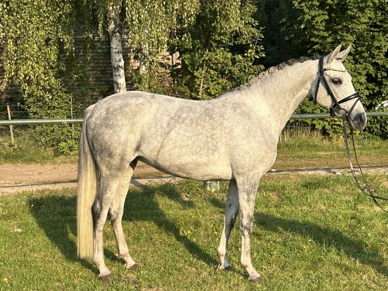 Más ponis/caballos pequeños Yegua 7 años 146 cm Tordo rodado in Burgdorf