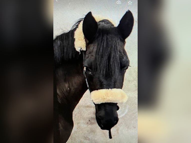 Más ponis/caballos pequeños Yegua 7 años 148 cm Negro in Görwihl