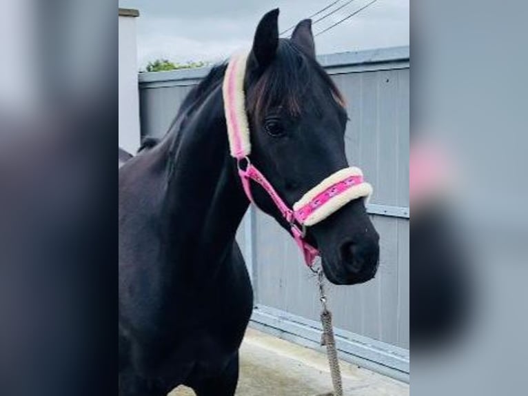 Más ponis/caballos pequeños Yegua 7 años 148 cm Negro in Gummern