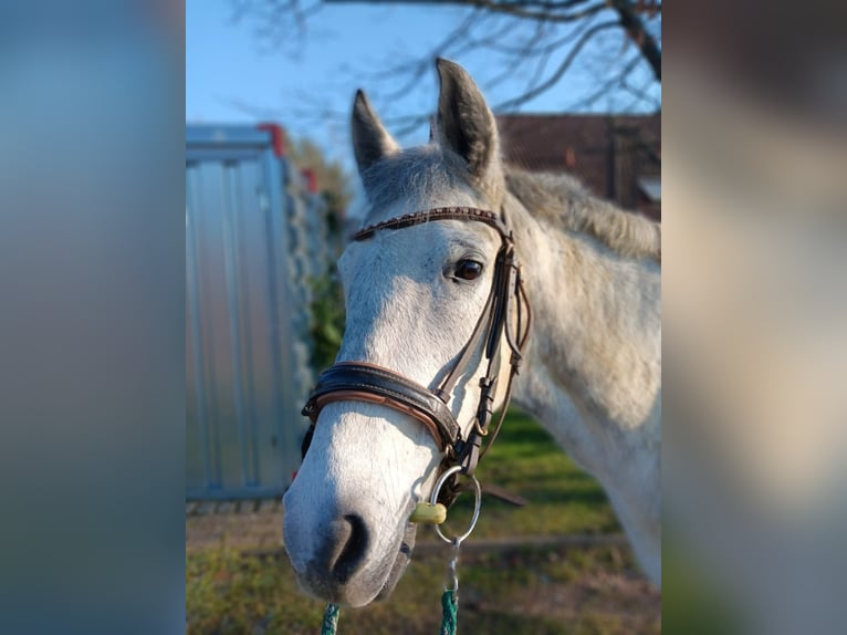 Más ponis/caballos pequeños Yegua 7 años 150 cm Tordo in Schönau