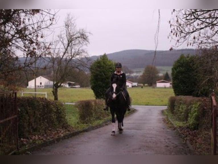 Más ponis/caballos pequeños Mestizo Yegua 7 años 152 cm Negro in Löhnberg