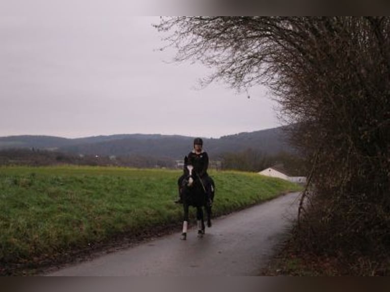 Más ponis/caballos pequeños Mestizo Yegua 7 años 152 cm Negro in Löhnberg