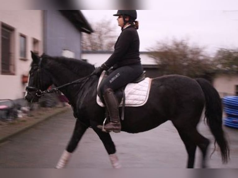 Más ponis/caballos pequeños Mestizo Yegua 7 años 152 cm Negro in Löhnberg