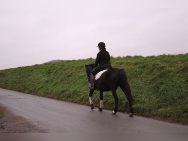 Más ponis/caballos pequeños Mestizo Yegua 7 años 152 cm Negro in Löhnberg