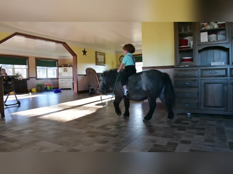 Más ponis/caballos pequeños Yegua 7 años 81 cm Ruano azulado in Rebersburg, PA
