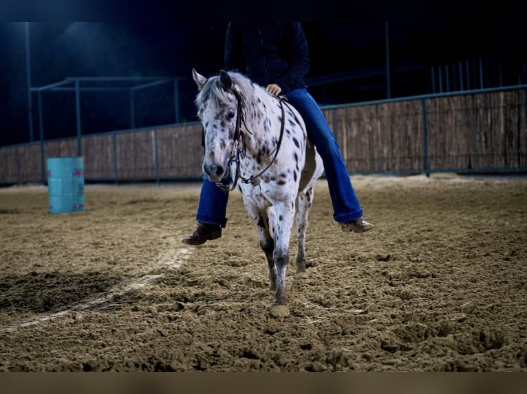 Más ponis/caballos pequeños Yegua 8 años 112 cm Atigrado/Moteado in Kaufman