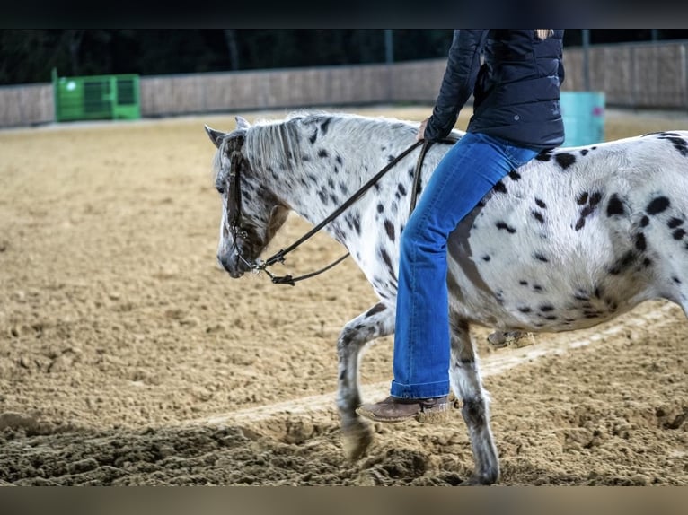 Más ponis/caballos pequeños Yegua 8 años 112 cm Atigrado/Moteado in Kaufman